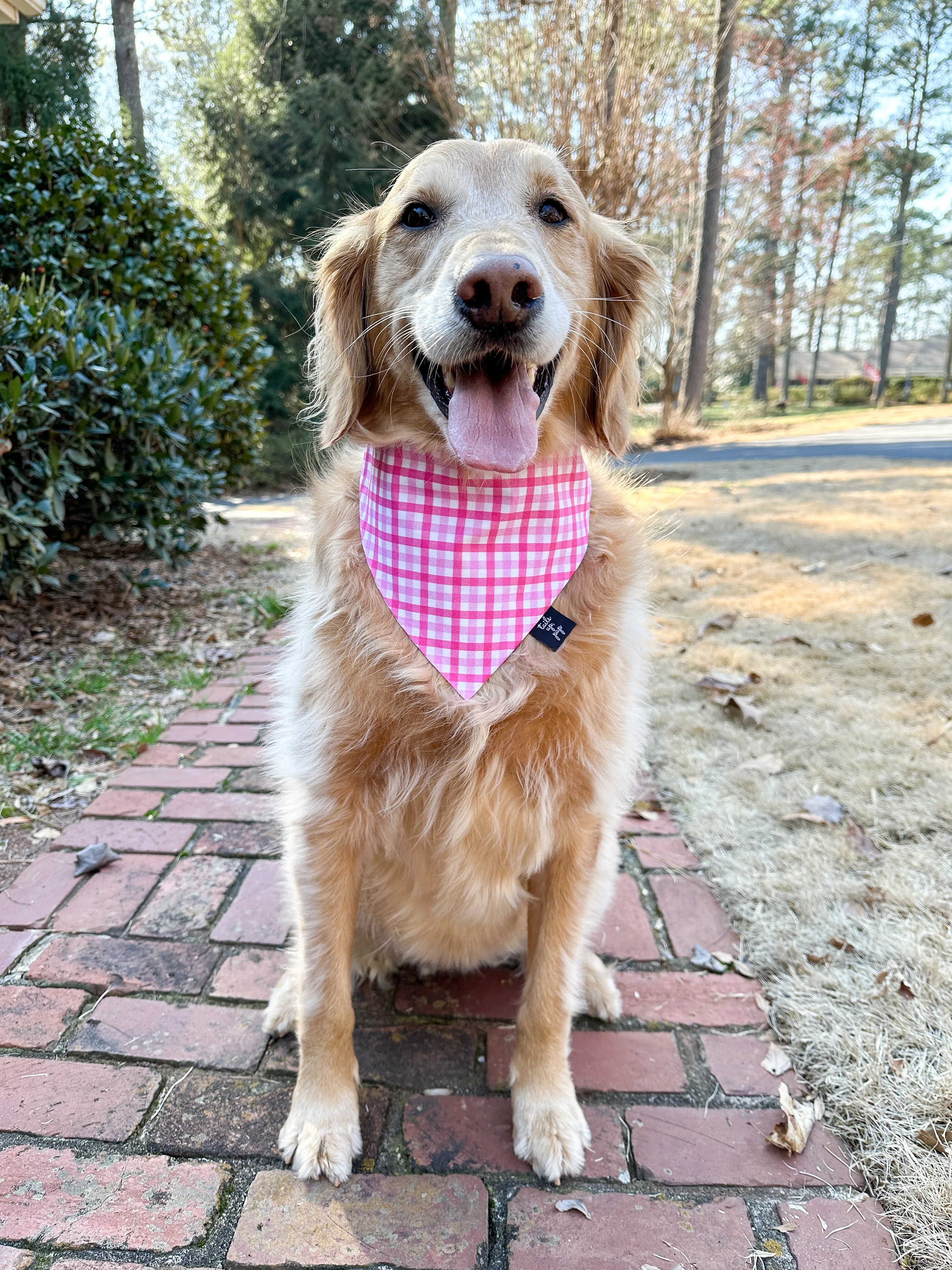 Raspberry Plaid Dog Bandana