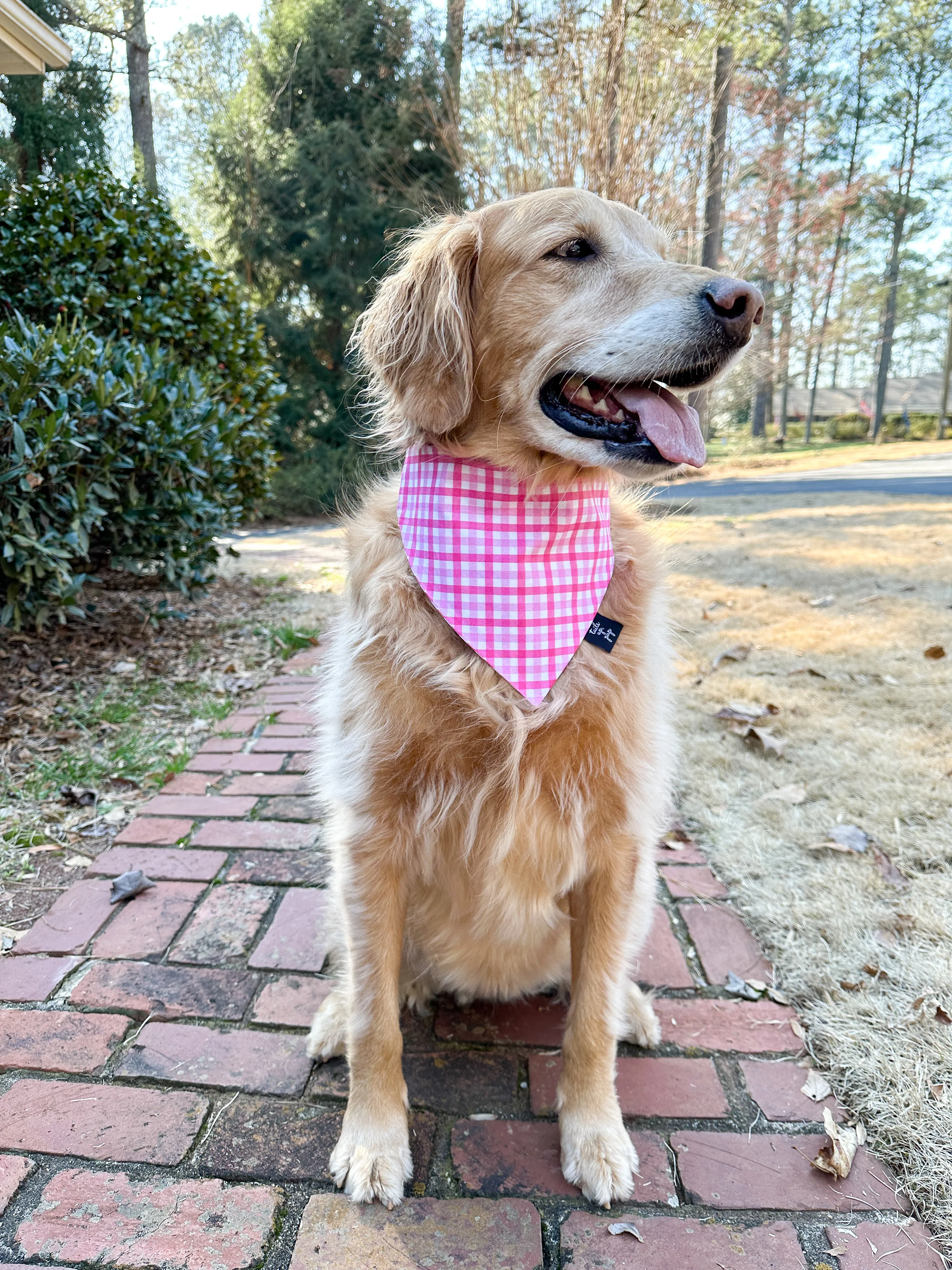 Raspberry Plaid Dog Bandana